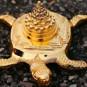 Mahadev turtle or kachua - golden colour