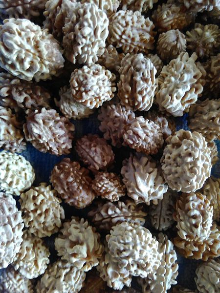 Rudraksha Seeds in raw form 