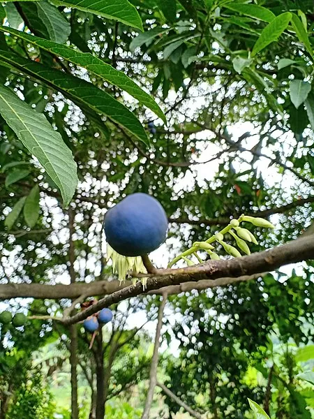 Rudraksha seed in the tree