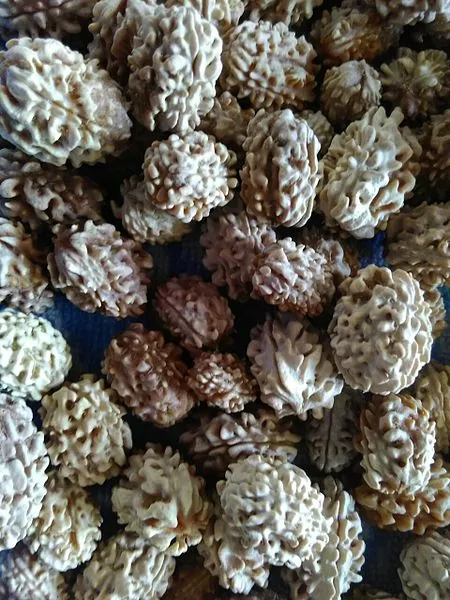 Rudraksh seeds in very raw form